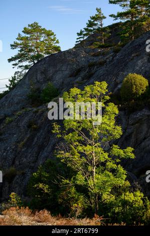 Ein Laubbaum, der von der frühen Morgensonne vor einem dunklen Klippenhintergrund auf der Insel Buholmen im Archipel Kragero, Telemark County, Norwegen, erleuchtet wird. Stockfoto