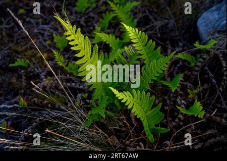 Junge Farne (Polypodium vulgare), die von der frühen Morgensonne vor einem dunklen Hintergrund beleuchtet werden. Südnorwegen. Stockfoto