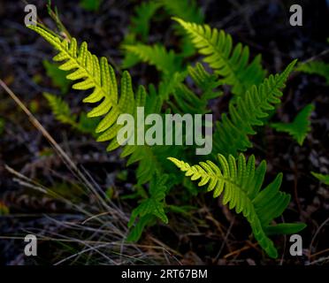 Junge Farne (Polypodium vulgare), die von der frühen Morgensonne vor einem dunklen Hintergrund beleuchtet werden. Südnorwegen. Stockfoto