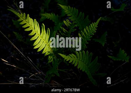 Junge Farne (Polypodium vulgare), die von der frühen Morgensonne vor einem dunklen Hintergrund beleuchtet werden. Südnorwegen. Stockfoto