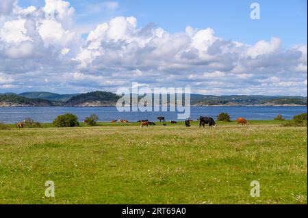 An einem hellen und sonnigen Sommertag grasen Rinder auf den Weiden auf der Insel Jomfruland. Telemark County, Norwegen. Stockfoto