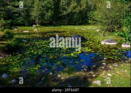 „Tårntjernet“ (der Leuchtturmteich) auf der Insel Jomfruland, berühmt durch Theodor Kittelsens Zeichnung „Nøkken“ (Monster des Sees). Telemark, Norwegen. Stockfoto