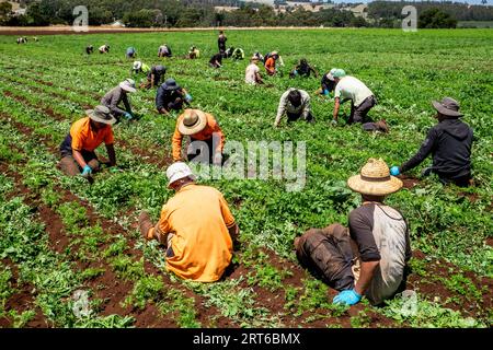 Gelegentliche Farmarbeiter, die in der Nähe von Sassafras, Tasmanien, Karotten aus biologischem Anbau jäten Stockfoto