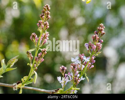 Tauchen Sie tief in die Welt der Flora ein und entdecken Sie die atemberaubenden Nuancen einer Syringa-Blume. Stockfoto