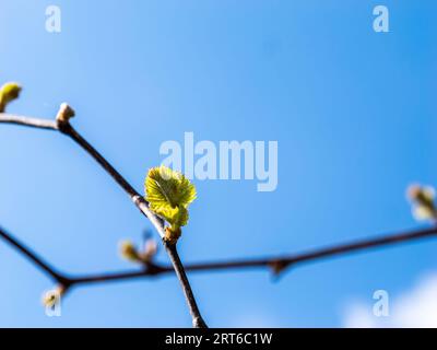 Die leuchtend blaue Kulisse des Himmels hebt die einsame Knospe auf einem Weinzweig hervor, ein Beweis für die Erneuerung der Natur Stockfoto