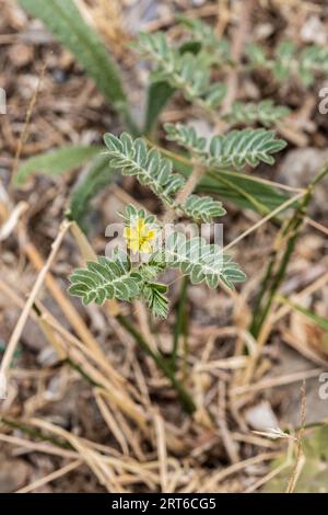 Tribulus terrestris, durchlöchernde Weinpflanze in Blume Stockfoto