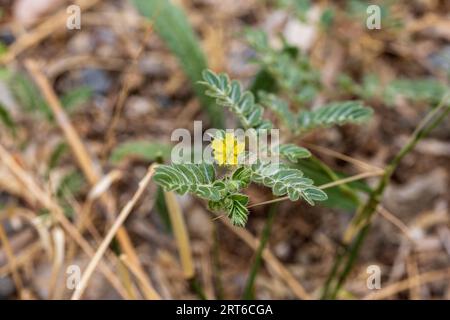 Tribulus terrestris, durchlöchernde Weinpflanze in Blume Stockfoto