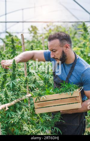 Männlicher Landwirt auf dem Hanffeld, der Pflanzen und Blumen vor der Ernte kontrolliert. Business-landwirtschaftliche Cannabisfarm und Kräutermedizin-Konzept. Stockfoto