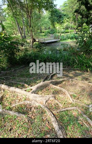 Große alte Baumwurzeln auf Boden und schwimmendes Unkraut im Kanal in Thailand Stockfoto