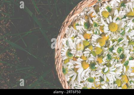 Bio-Kamille im Korbgeflecht. Entnahme von medizinischer Kamille. Stockfoto