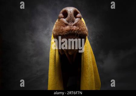 Porträt lustiger Hund nach dem Duschen mit einem gelben Handtuch umwickelt. Isoliert auf grauem Hintergrund Stockfoto