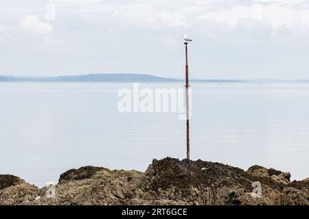 Bild einer Möwe auf einem Pfosten an der felsigen Küste von Crozon, Bretagne, Frankreich Stockfoto