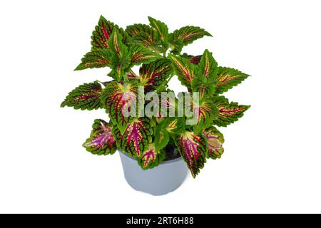 Bemalte Brennnesselpflanze „Coleus Blumei“ mit dunkelrosa Adern im Blumentopf auf weißem Hintergrund Stockfoto