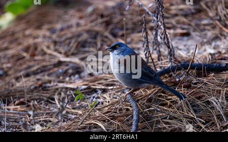 Yellow Eyed Junco auf Arizona Sky Island, Mt. Lemmon, im frühen Herbst. Vogel umgeben von natürlichen Kiefernnadeln und Blattstreu. Stockfoto