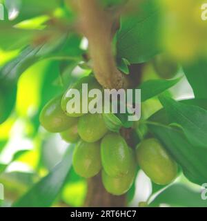 Grüne Hartholzfrüchte auf einem Zweig. Hundeholzbeeren Stockfoto