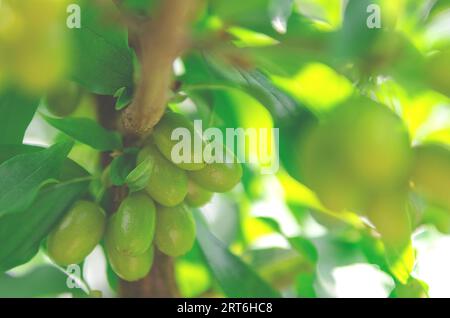 Grüne Hartholzfrüchte auf einem Zweig. Hundeholzbeeren Stockfoto