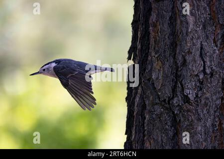 Weiße Nacktschnecke fliegt vom Baumstamm mit Bokeh-Kopie im Hintergrund. Lage ist Mount Lemmon in Tucson, Arizona Stockfoto