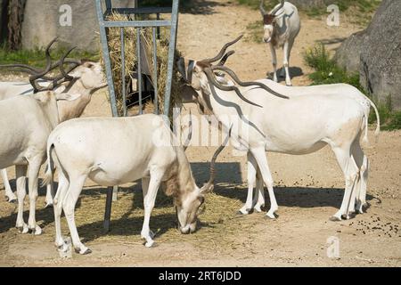 Antelopa addax (Addax nasomaculatus), auch bekannt als die weiße Antilope und die Schraubenhorn-Antilope, ist eine Antilope, die in der Sahara heimisch ist Stockfoto