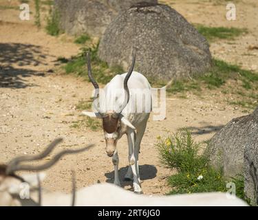 Antelopa addax (Addax nasomaculatus), auch bekannt als die weiße Antilope und die Schraubenhorn-Antilope, ist eine Antilope, die in der Sahara heimisch ist Stockfoto