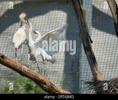 Viehreiher, Ardea ibis im zoologischen Park von Paris, früher bekannt als Bois de Vincennes, 12. Arrondissement von Paris, das eine Fläche von 14 umfasst Stockfoto