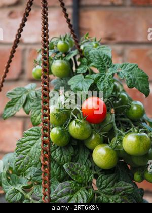 Nahaufnahme eines hängenden Korbs mit einer „Micro Cherry“-Tomatenpflanze mit reifenden Früchten - mit einer roten Tomate und mehreren grünen Tomaten Stockfoto