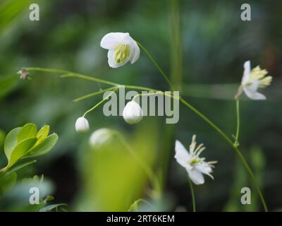 Nahaufnahme von Thalictrum delavayi Splendide White (Wiesenrue) Blumen vor einem verschwommenen Hintergrund in einem schattigen Garten im Sommer Stockfoto