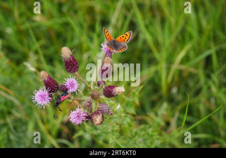 Zwei Schmetterlinge auf einer Krautblume oder Wilddistel - der kleine Kupferfalter (Lycaena phlaeas) und ein Sechsfleckenfalter (Zygaena filipendulae) Stockfoto