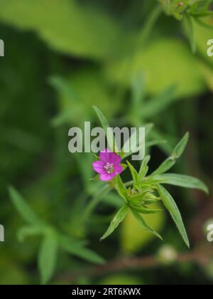 Nahaufnahme der winzigen rosafarbenen Blume von Geranium dissectum, einer Wildblume aus Großbritannien Stockfoto