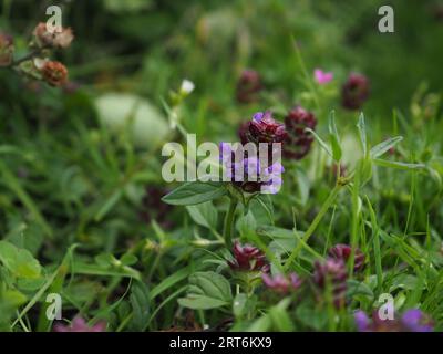 Prunella vulgaris, selbstheilig oder heilend, wächst als einheimische Wildblume in einer britischen Wiese Stockfoto