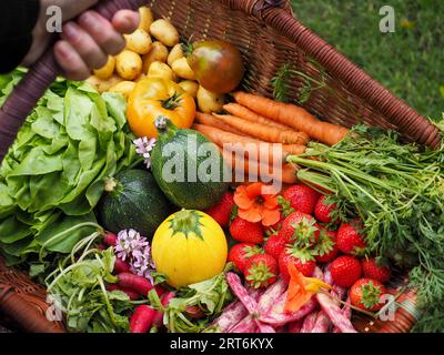 Hand mit einem Korb mit bunten Obst- und Gemüsesorten aus dem Garten oder der Kleingartenzucht, einschließlich Bohnen, Karotten, Salat und Zucchini Stockfoto