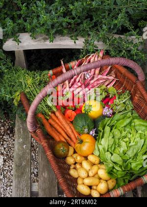 Ein Korb voller frisch geerntetem, farbenfrohem Obst und Gemüse auf einer Gartenbank inmitten von Grün in einem britischen Garten im Sommer Stockfoto