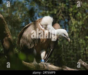 Griffon Geier, Eurasischer Gänsegeier im zoologischen Park von Paris, früher bekannt als Bois de Vincennes, 12. Arrondissement von Paris, Frankreich Stockfoto