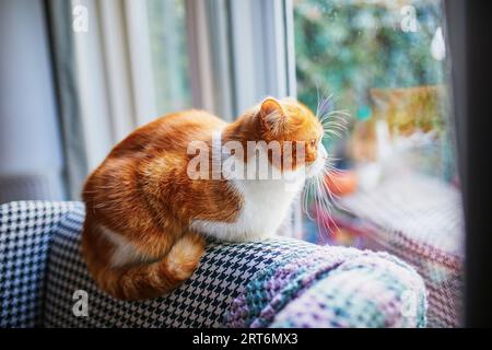 Schöne rote Katze sitzt am Fenster. Haustier für die Familie zu Hause Stockfoto