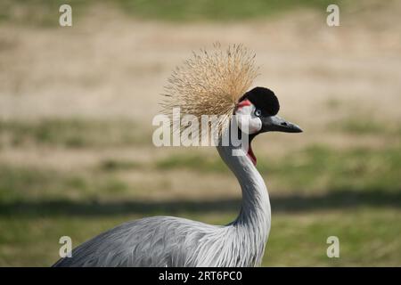 National Bird of Uganda, grau gekrönter Kran im zoologischen Park von Paris, früher bekannt als Bois de Vincennes, 12. Arrondissement von Paris Stockfoto
