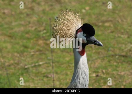 National Bird of Uganda, grau gekrönter Kran im zoologischen Park von Paris, früher bekannt als Bois de Vincennes, 12. Arrondissement von Paris Stockfoto