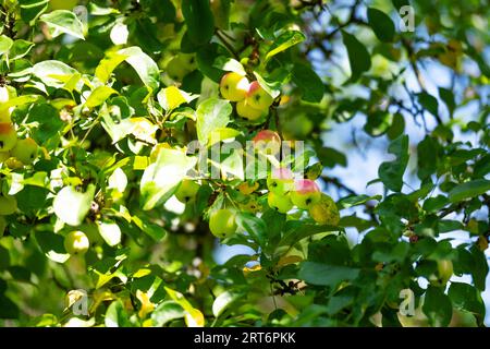 Äpfel auf einem Baum in Form eines Hintergrunds. Herbstliche rote Äpfel auf Apfelbäumen Stockfoto