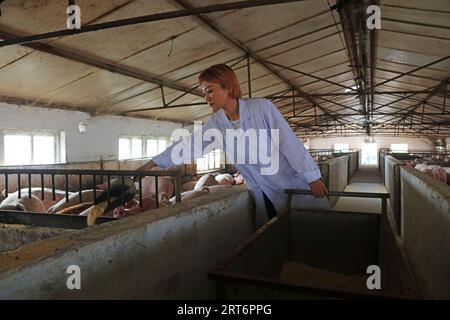 LUANNAN COUNTY, China - 8. September 2017: A Female Technician is looking the Growth and Development of Ferkels at a Pig Farm, LUANNAN COUNTY, Hebe Stockfoto