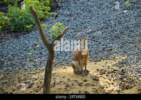 Patagonische Kavien im zoologischen Park von Paris, früher bekannt als Bois de Vincennes, 12. Arrondissement von Paris, das eine Fläche von 14,5 Hektar umfasst Stockfoto