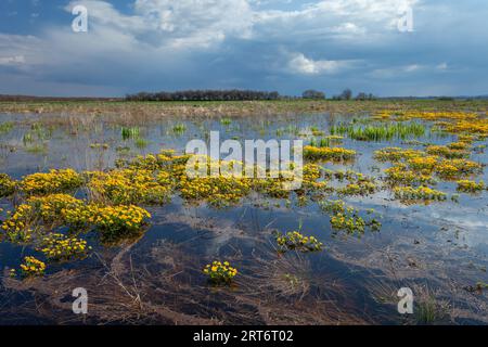 Wolkiger Himmel über einer feuchten Wiese mit Sumpfmöwen, Ostpolen Stockfoto