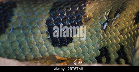 Die gemeinsame europäische Altenschlangen-Haut-Nahaufnahme im zoologischen Park von Paris, früher bekannt als Bois de Vincennes, 12. Arrondissement von Paris Stockfoto