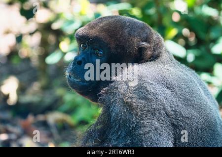 Gemeiner Wollaffen im zoologischen Park von Paris, früher bekannt als Bois de Vincennes, 12. Arrondissement von Paris, das eine Fläche von 14,5 h umfasst Stockfoto