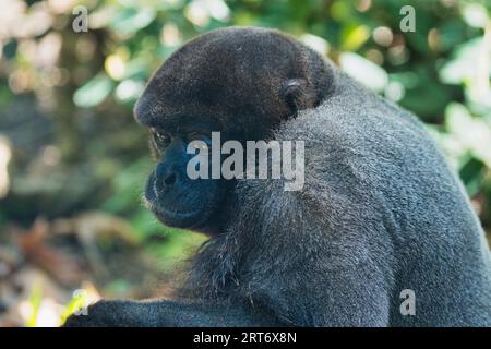 Gemeiner Wollaffen im zoologischen Park von Paris, früher bekannt als Bois de Vincennes, 12. Arrondissement von Paris, das eine Fläche von 14,5 h umfasst Stockfoto