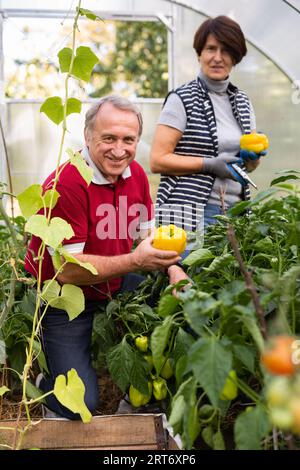 Glücklicher reifer Mann und Frau, der Paprika im Gewächshaus sammelt Stockfoto