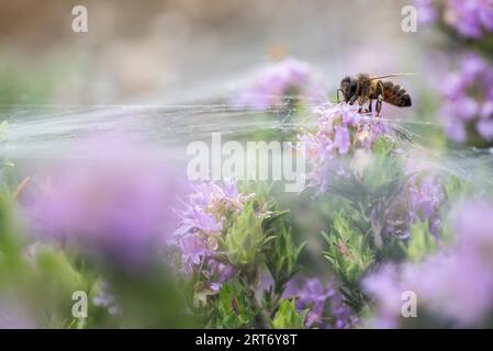 Nahaufnahme der Wildbiene, die am Sommertag Pollen auf blühender lila Blume auf Wiese auf verschwommenem Hintergrund sammelt Stockfoto