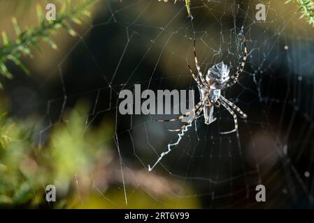 Nahaufnahme von Tigerspinne auf grünem Graszweig auf Wiese am Sommertag Stockfoto