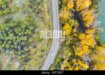 Luftaufnahme der schmalen Straße, die durch grüne Bäume führt, die im Herbst in der Nähe des ländlichen Raums im Wald wachsen Stockfoto