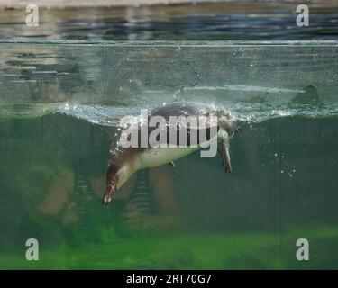 Die Humboldt-Pinguine im zoologischen Park von Paris, früher bekannt als Bois de Vincennes, 12. Arrondissement von Paris Stockfoto