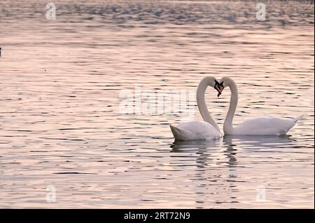 Zwei Wasservögel cygnus olor auf der Moldau geformt in Schwanenherz. Romantisches Stimmungsfoto von zwei Schwanenliebhabern. Stockfoto