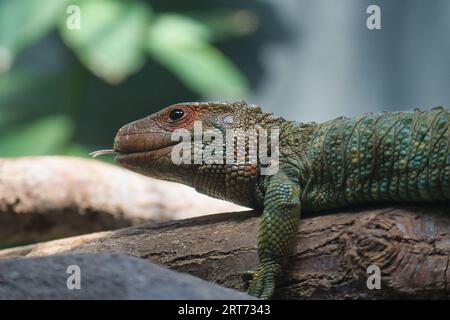 nördliche Kaimane oder Dracaena-Eidechse, die auf einem Zweig im zoologischen Park von Paris liegt, früher bekannt als Bois de Vincennes, 12. Arrondissement Stockfoto