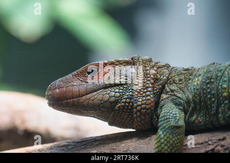 nördliche Kaimane oder Dracaena-Eidechse, die auf einem Zweig im zoologischen Park von Paris liegt, früher bekannt als Bois de Vincennes, 12. Arrondissement Stockfoto